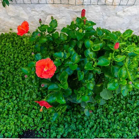 Terrazza Bonito Отель типа 